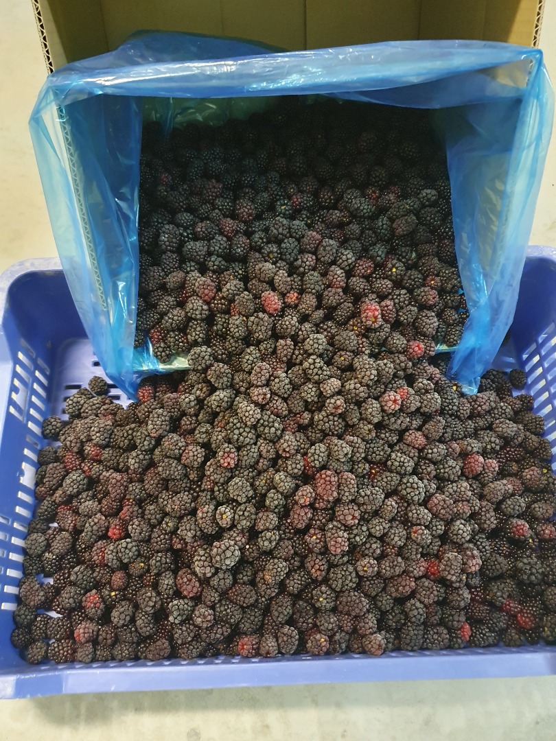 Mrożone jeżyny odmiany Lochness, oczyszczone 80/20