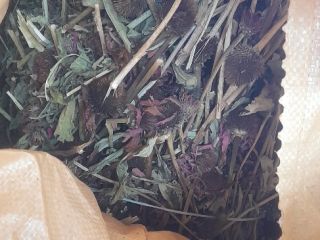 Sprzedam całe łodygi ziela Echinacea purpurea, z certyfikatem ekologicznym.