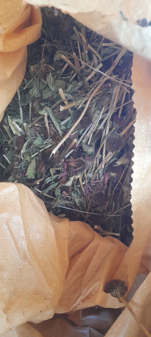 Sprzedam całe łodygi ziela Echinacea purpurea, z certyfikatem ekologicznym