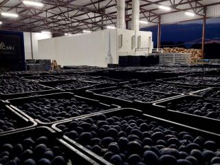 Sprzedam 70 ton śliwek. Śliwki suszone są w nowoczesnych