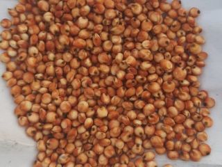 Posiadamy w sprzedaży sorgo czerwone ze zbiorów 2023. Sprzedam