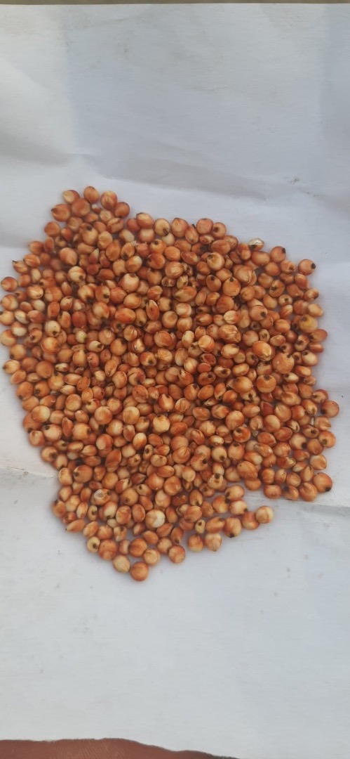 Posiadamy w sprzedaży sorgo czerwone ze zbiorów 2023