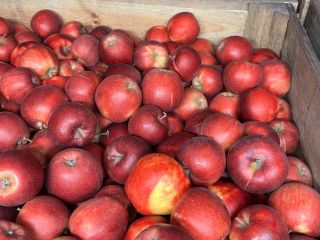 Sprzedam za wagę skrzyni Rubina, Szampiona, Boskopa, Prince'a od
