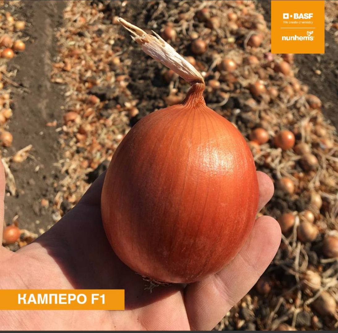 Sprzedam ładną cebulę kaliber 60 mm odmiana Kampero F1