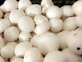 Witam, jestem producentem pieczarki białej. Interesuje mnie stała współpraca.