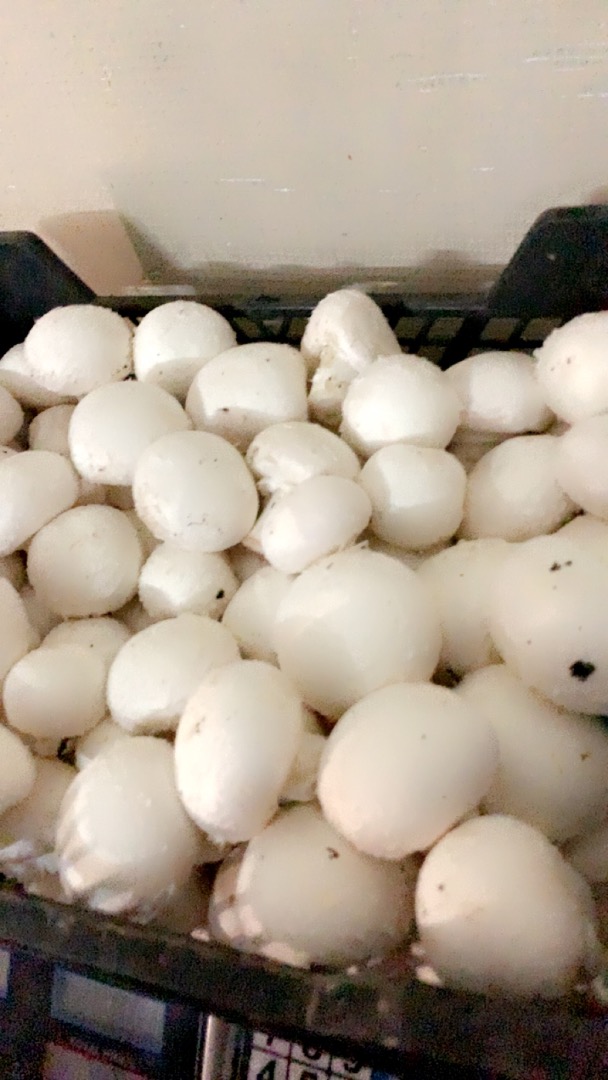 Witam, jestem producentem pieczarki białej