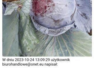 Prowadzę sprzedaż 12 miesięcy w roku w jakości handlowej