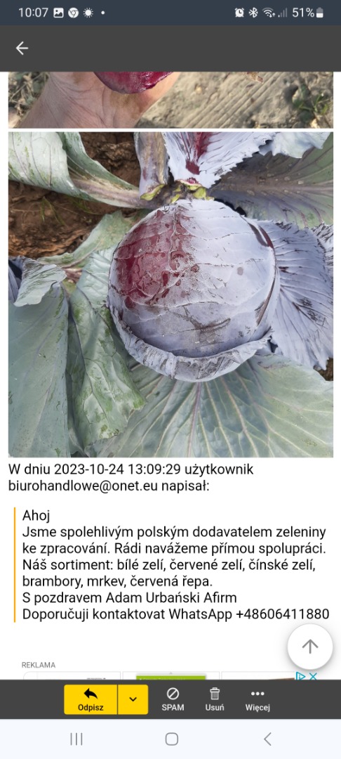 Prowadzę sprzedaż 12 miesięcy w roku w jakości handlowej oraz do przetwórstwa w ofercie także kapusta czerwona i kapusta pekińska