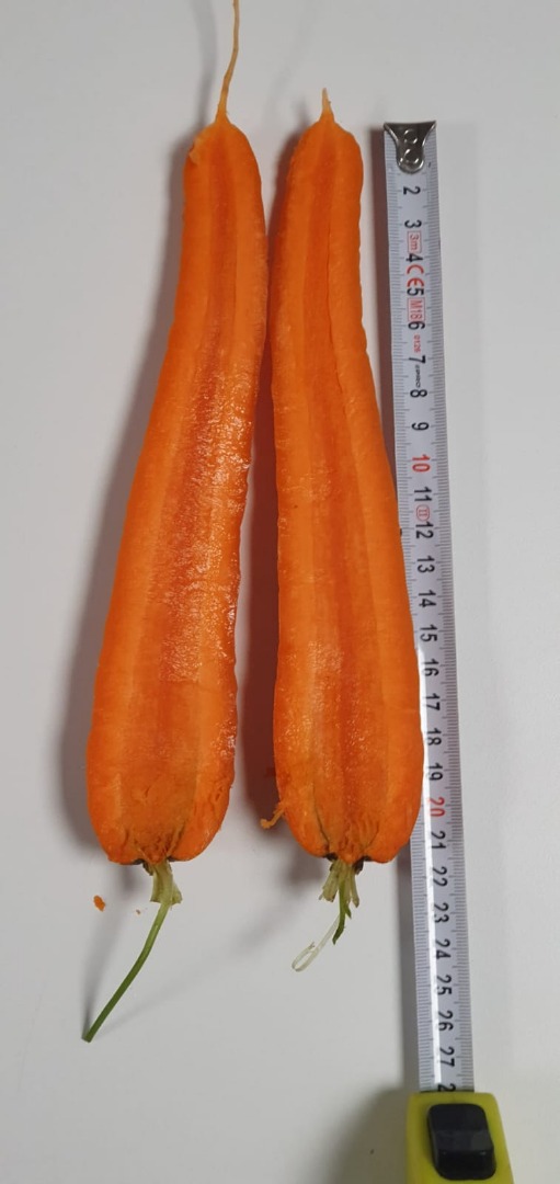 Marchew z odmiany Norway i Nacton