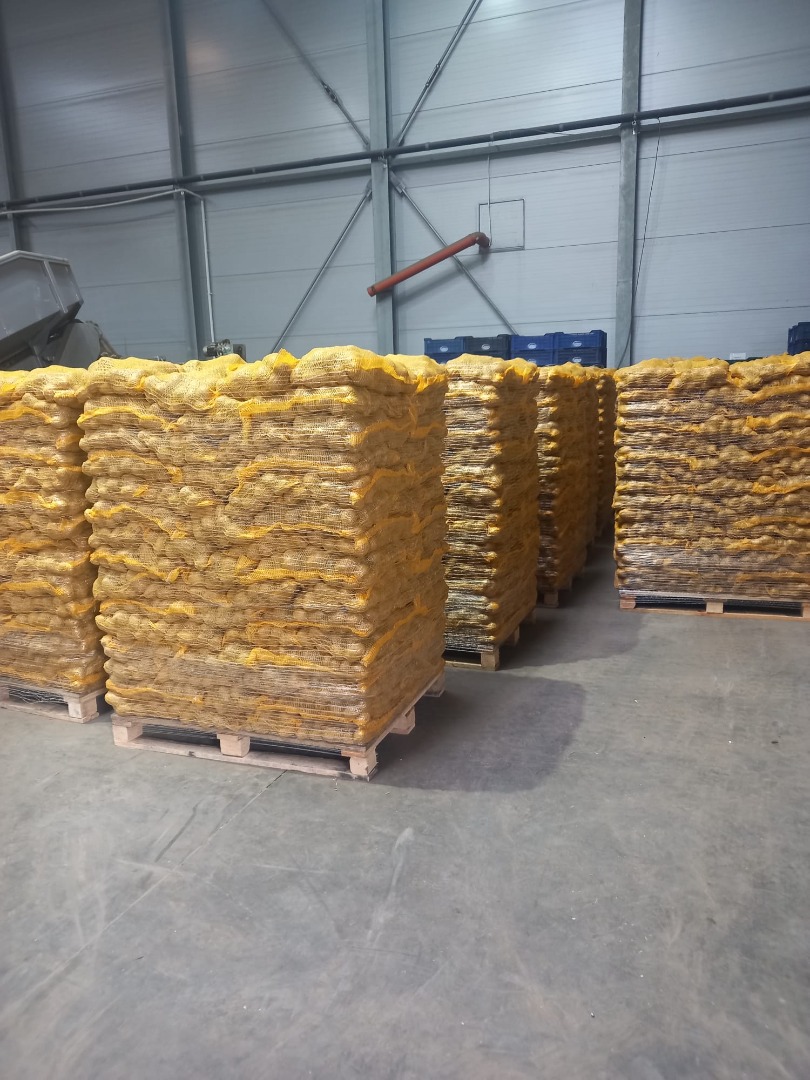 Potatoes for sale: Size +50