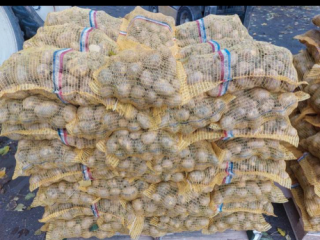 Bildstar Eigenheimera. Perła fryzyjska. Pakowane w siatki po 20kg.