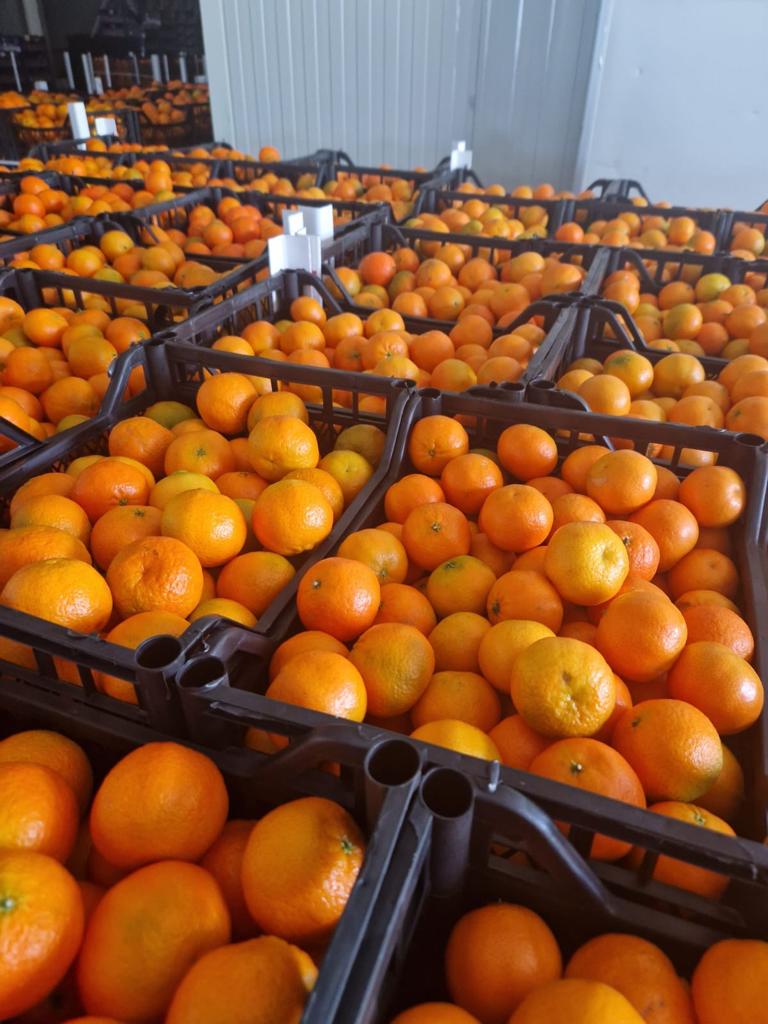 Mandarynka Import Albania : Kaliber 1/2/3/4 konfekcja +/- 10 kg netto opakowanie : skrzynka plastik odmiana Clementynka + nova sprzedaż cało-pojazdowa