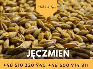 Sprzedam pszenice jęczmień, pszenżyto, kukurydzę. Ilości całosamochodowe.