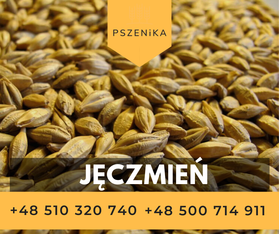 Sprzedam pszenice jęczmień, pszenżyto, kukurydzę