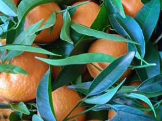 BEZPOŚREDNIO OD PRODUCENTA Natural Clementines Grecja, jakość 1 Jesteśmy