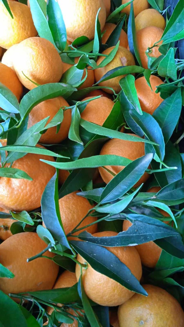 BEZPOŚREDNIO OD PRODUCENTA Natural Clementines Grecja, jakość 1 Jesteśmy niezawodnymi partnerami