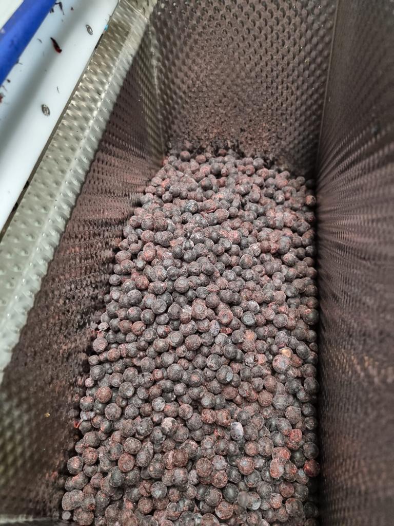 IQF Bilberry Klasa A opakowanie 20 worków cena 3,2€ EXW