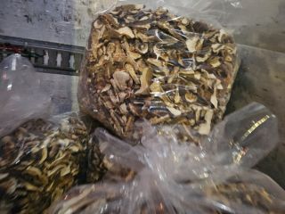 I sell dried boletus and dried boletus head. Posable