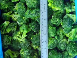 IQF frozen broccoli good quality with good prices origin