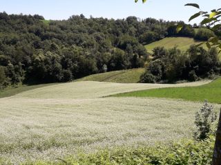 CERTYFIKOWANA ORGANICZNA GRYKA GÓRSKA