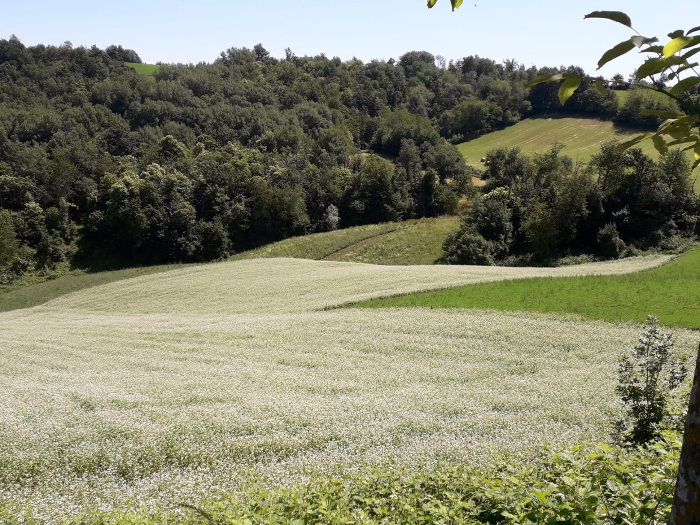 CERTYFIKOWANA ORGANICZNA GRYKA GÓRSKA