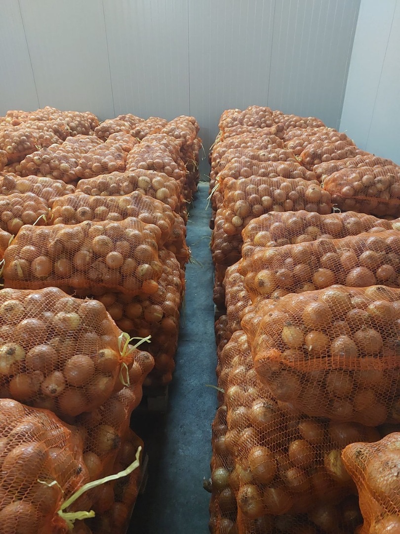 Cebula żółta 50+ worek 10kg / 20kg magazyn w Barcelonie/Hiszpania i Bukareszt/Rumunia