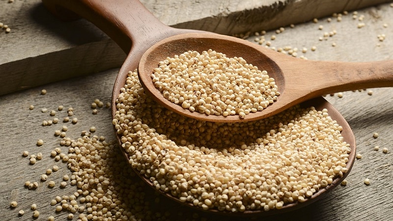 Posiadamy w sprzedaży sorgo w konkurencyjnej cenie