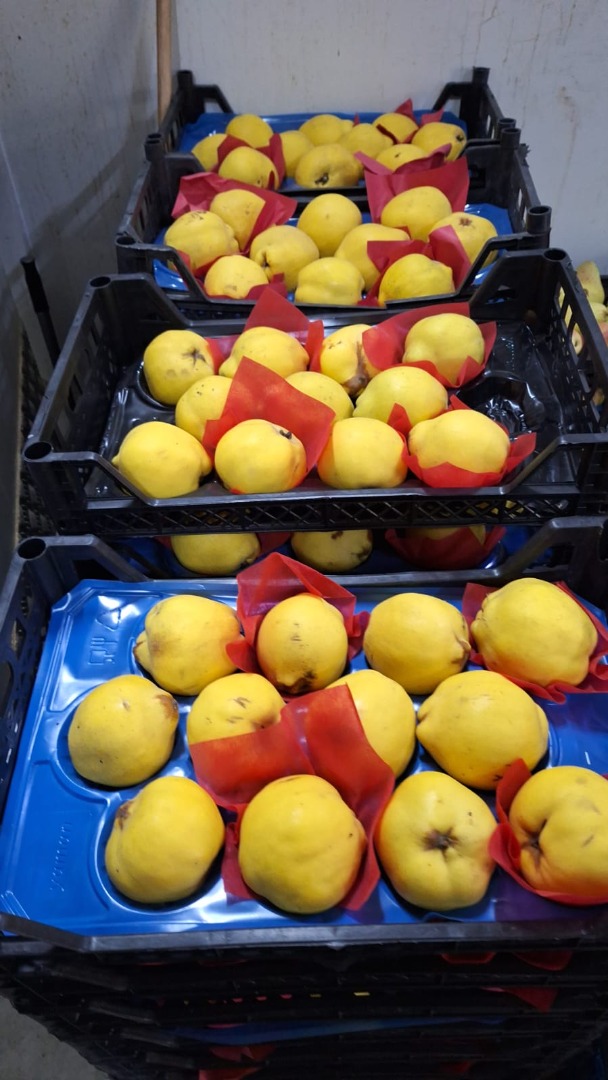 Zajmujemy się sprzedażą świeżych owoców i warzyw importowanych z Turcji z pierwszej ręki bezpośrednio od producentów