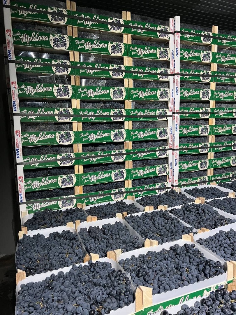 Fresh grape Crop: 2023 Sort: Moldova Country of origin: Moldova Packing: wooden boxes on pallets Documentation: approved to EU Available quantity: from 20.000