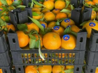 Pomarańcze pępkowe Pomarańcze z Walencji Mandarynki Mandarynki Wszystkie rozmiary/klasy