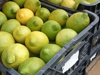 Producent certyfikowanych organicznych cytryn Finos, różne kalibry sprzedawane są