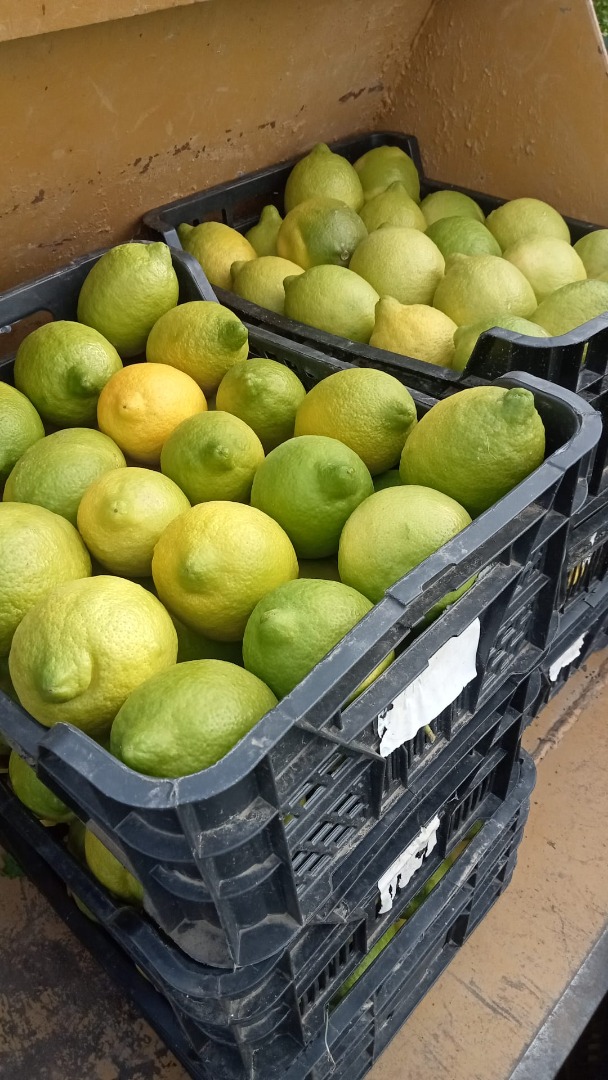 Producent certyfikowanych organicznych cytryn Finos, różne kalibry sprzedawane są bezpośrednio na drzewie, w ilości ponad 180 000 kg