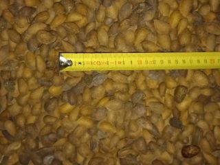 Mogę zaoferować ok. 10 000 kg ziaren migdałów, z