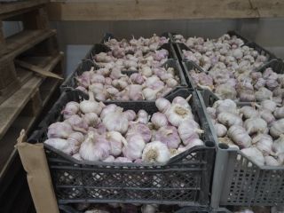 Sprzedam czosnek, import z Uzbekistanu. Klasa I, smak ze