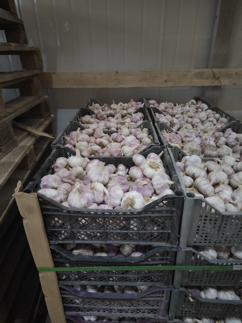 Sprzedam czosnek, import z Uzbekistanu