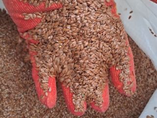 Zadajemy nasze produkty rolne: siemię lniane i wiele innych