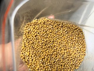 Synapsis alba white mustard with analysis lab Planton purity