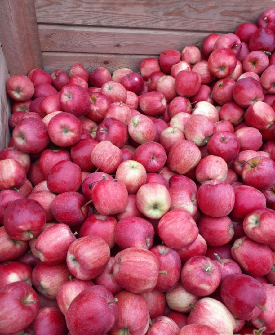 Nawiążemy współpracę z odbiorca jabłek takich odmiana jak gala royal , Red Delicious , Pinova (Ewelina) , Golden