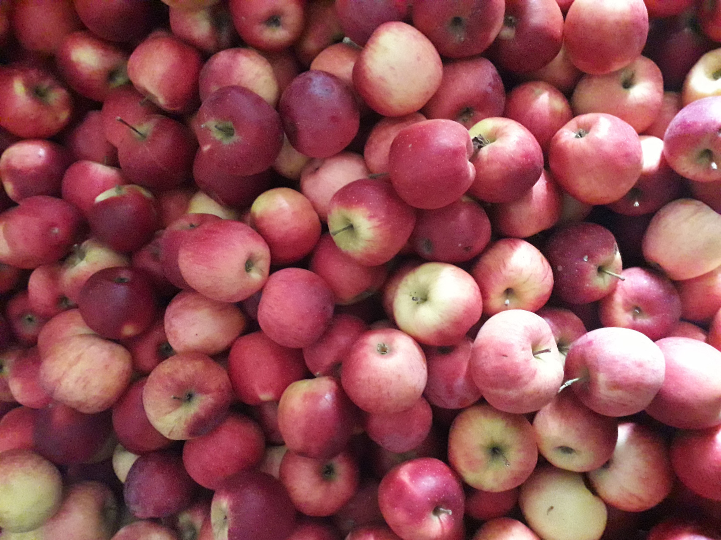 Sprzedam jabłka konsumpcyjne po cenie producenta