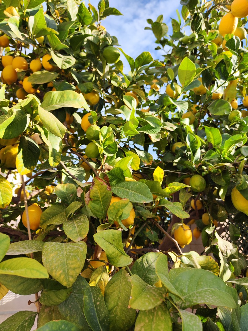 Drobna cytryna z Huerta de Murcia, z tradycyjnej uprawy