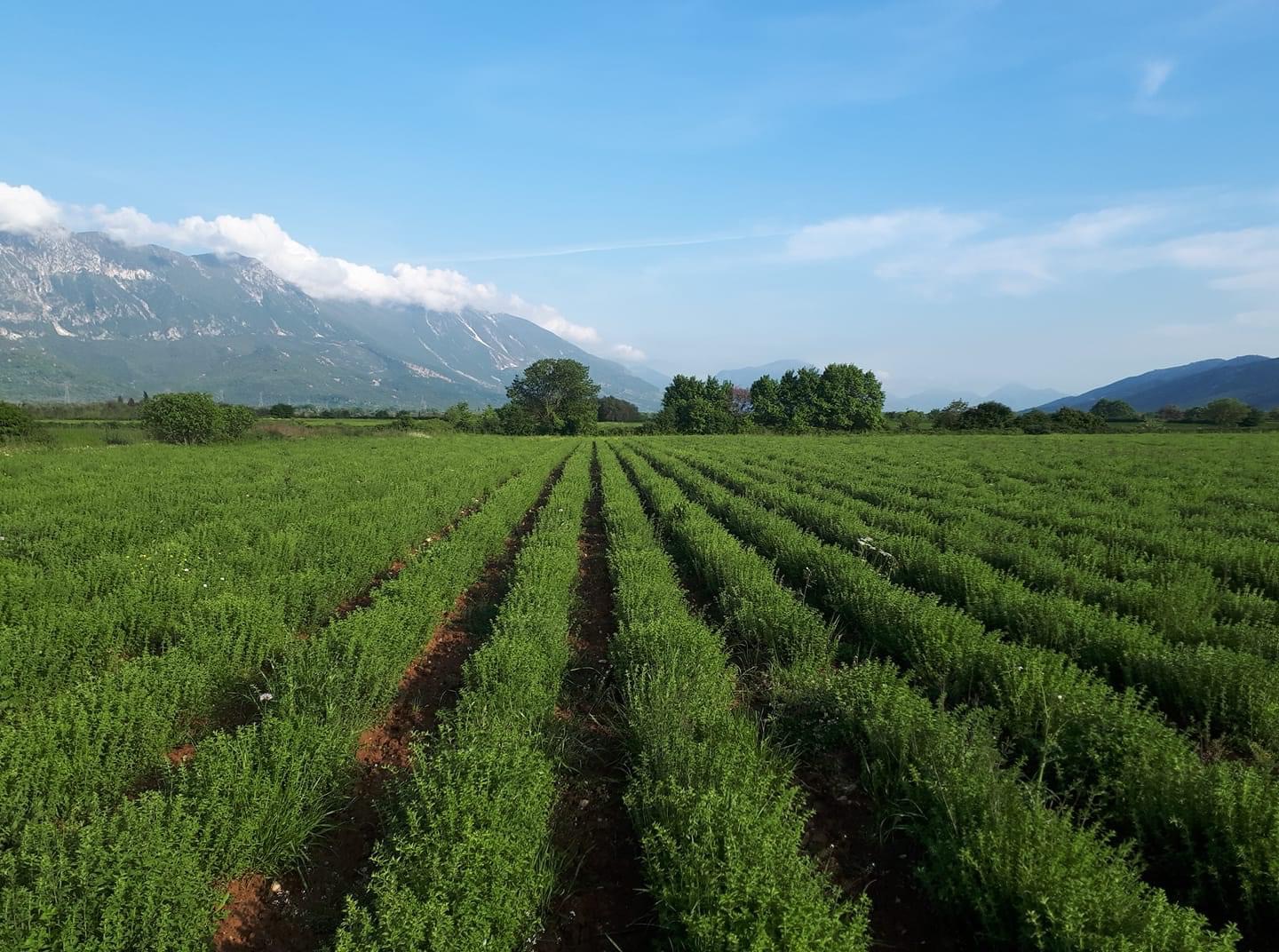Sprzedam oregano w dużych ilościach bardzo dobrej jakości z certyfikatem ekologicznym.Produkcja własna