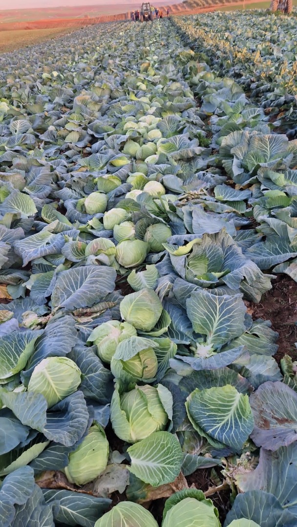 Varza alba ,productie si pret de producator calitate ,ambalare ,si selectare in functie de cerintele dumneavoastra ,varza este proaspata se cultiva direct din