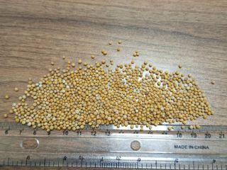 Musztarda biała. Dostępne 1000 ton. Możliwe jest pakowanie w
