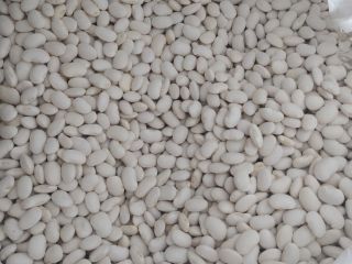 Witam, sprzedam fasola biała jaś karłowy 100-120/100g Polska