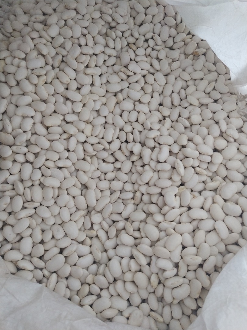Witam, sprzedam fasola biała jaś karłowy 100-120/100g Polska