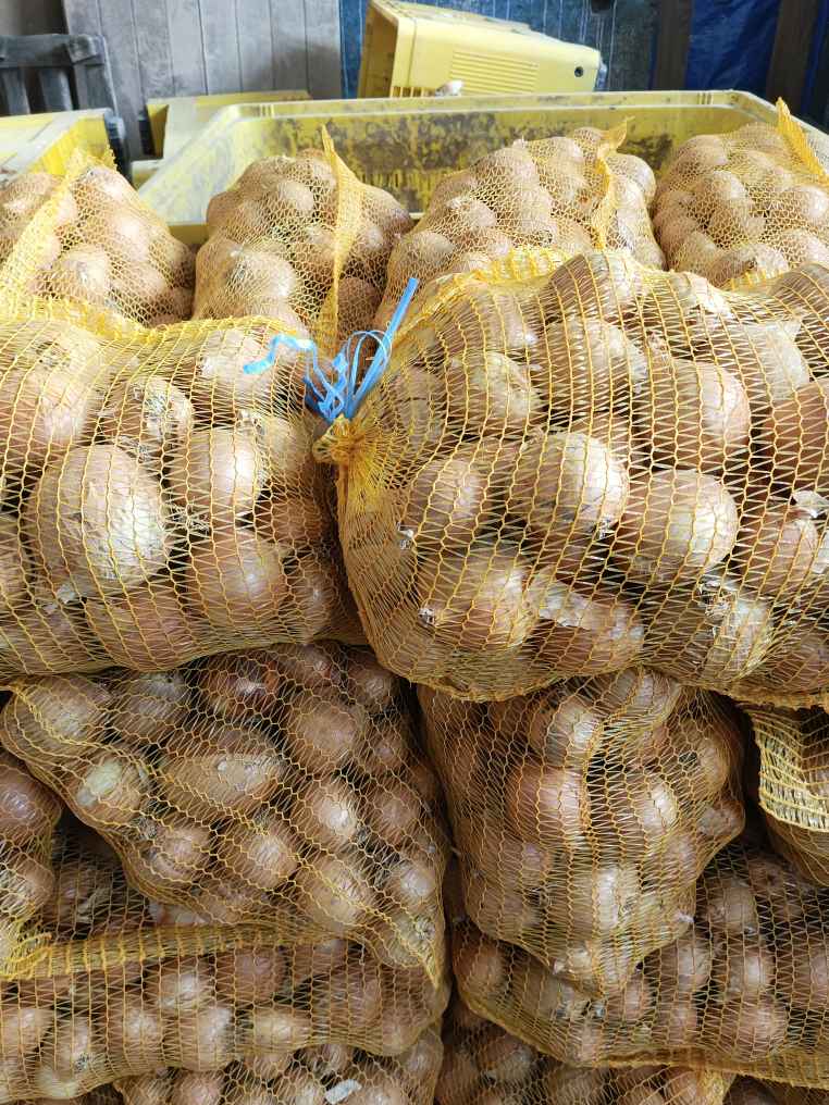Sprzedam cebule zółtą, kaliber 4-9, pakowana w workach po 15 kg
