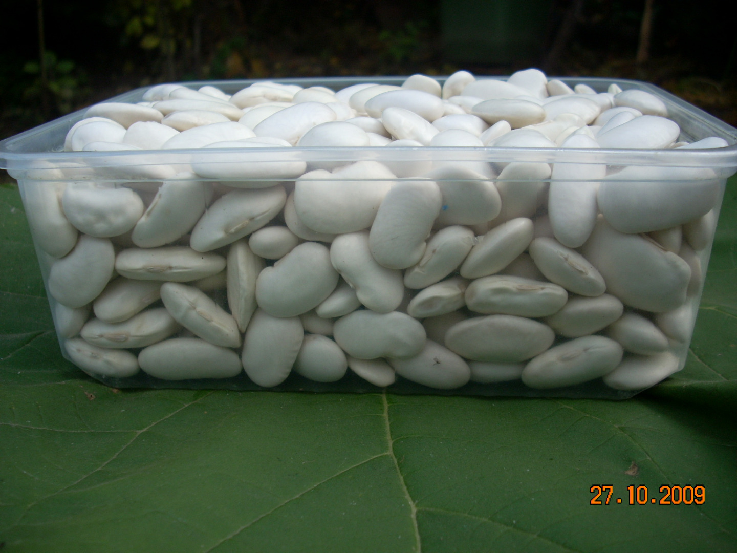 fasola biała duża, 65-75 szt./100g, produkcja ekologiczna, dostępność 1-15 ton, opakowanie: worek 25 kg, kontakt; [adres e-mail]