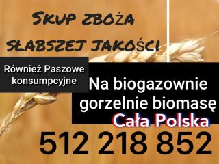 Skup cała Polska zboże kukurydza rzepak paszowe i konsumpcyjne,