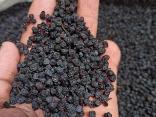 W ofercie suszone borówki leśne, zbiór lipiec, sierpień 2023