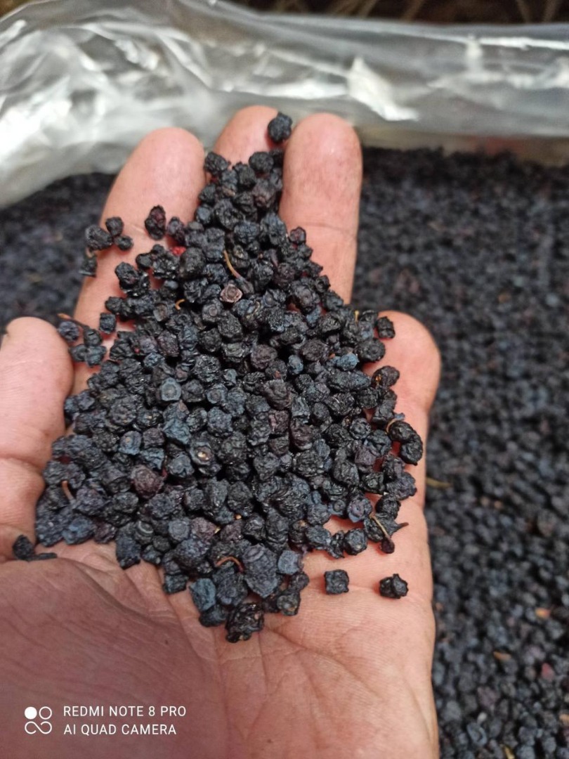 W ofercie suszone borówki leśne, zbiór lipiec, sierpień 2023 w lasach Łotwy, zamówienie od 100 kg